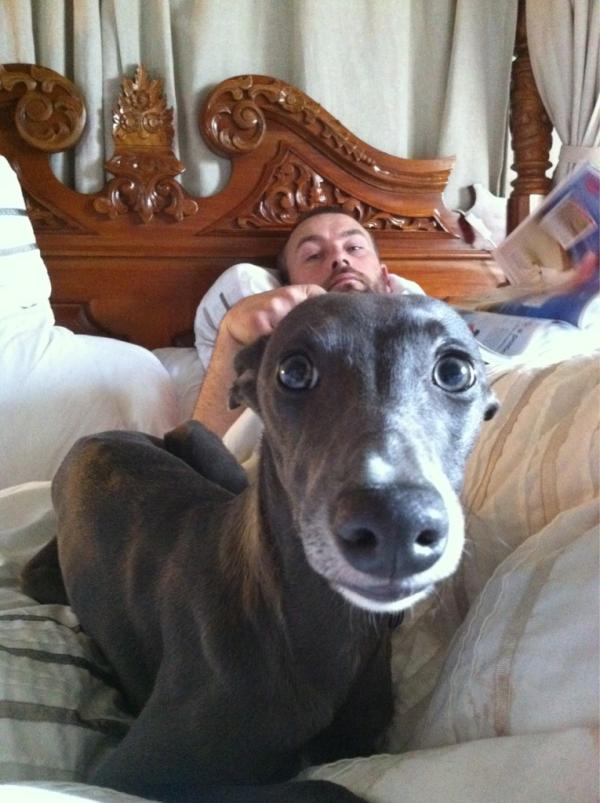 whippetwalker's tweet image. #whippetwednesday