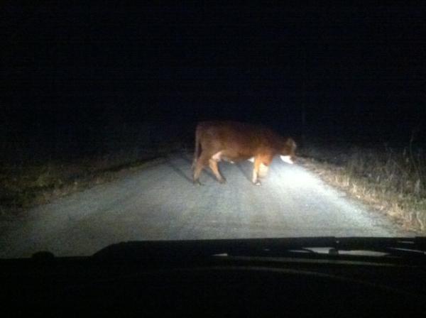 BJJinMMA's tweet image. “@SHAVED_GORILLA: This is why I gotta move ASAP #cowproblems http://t.co/A2OURynL” @BrokenSmileFT hahaha only you and Brock Lesnar hahaha