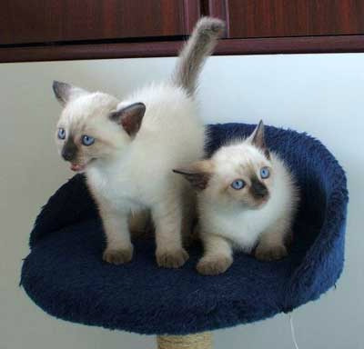 Samuel__Ray's tweet image. Merry Christmas to me! Help me with names! One boy one girl!