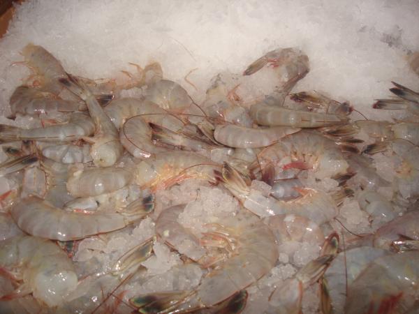 FullCircleCrab's tweet photo. Fresh, local head-off 16/20 shrimp that just came in an hour ago- $7.95/lb. http://t.co/uAnwQlGx
