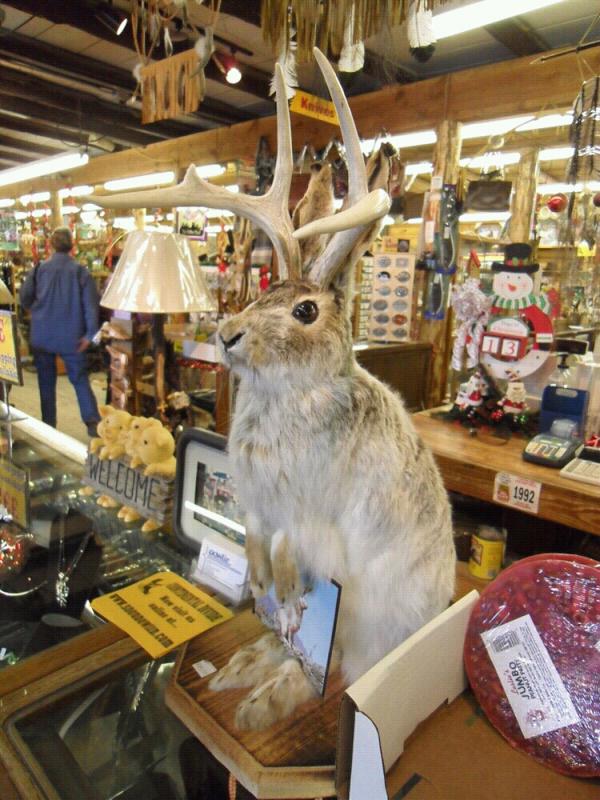 endlessbong's tweet photo. 뿔달린토끼
Jackalope~
어딘가에있다면내소원좀들어볼래?

아,
크리스마스이브
난뭐다를거없는보통날

그래도모두들메리크리스마스. http://t.co/FtB4Bcbd