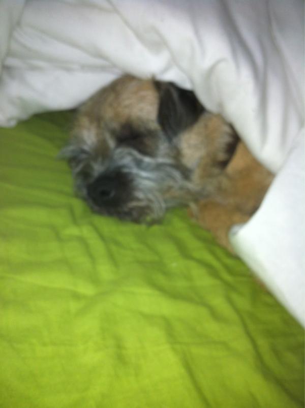 kathrynsmith92's tweet image. no one will get up in my family!! even the dog #hatebeingold