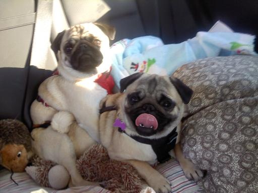 GGavinman's tweet image. The road trip pugs. In their doggie seat belts.