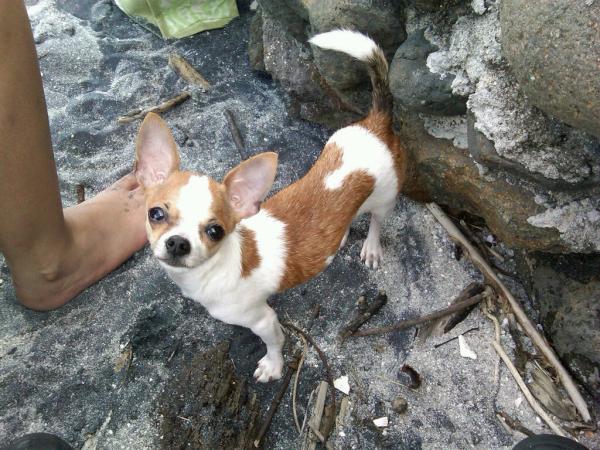 Samoth_g's tweet photo. @quinnannette le escribo para pedirle ayuda, mi perrita Chihuahua q responde a Fifí se escapo de casa en arraijan 25-12 http://t.co/p9bHRJgw