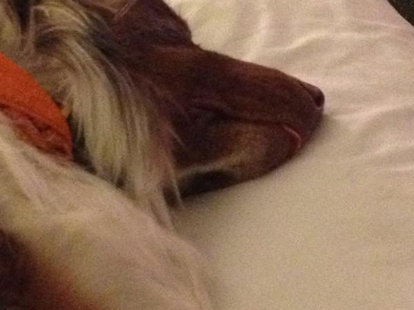 Kramer40's tweet image. My tired Aussie.