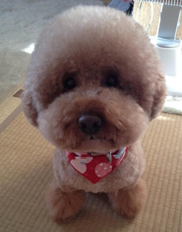 ChiyoPuu's tweet photo. 今年最後のトリミング http://t.co/o7uSXFh0