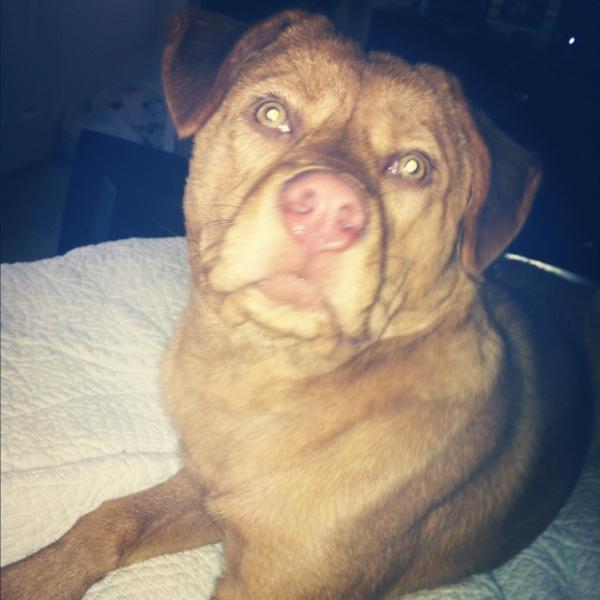 wesleasnipes's tweet image. “@wilcothedawg: 47 pounds of twisted steel and sex appeal! #wheredahoesat http://t.co/8dnz2kbf” dogs say the darnest things