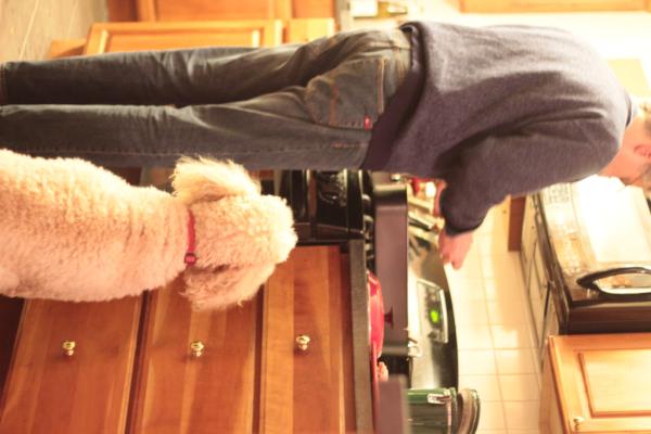 PhoebethePoodle's tweet photo. Life is rough. Tom wouldn't give me any turkey on Thanksgiving. I even tried smiling.  I <3 turkey.  :( http://t.co/u7iCU7fV