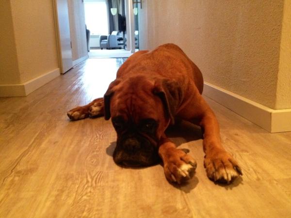 Onze lieve <a href="/BobdeBoxer/">Bob de Boxer</a> is ons nu toch steeds in de gaten aan het houden.
Ze voelt dat we zo weg gaan #lieveschat