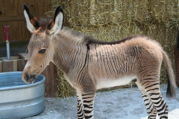 NichePlacement's tweet photo. If your child is feeling blue today remind them that the world is full of wonderful things, like this Zonkey! http://t.co/ZoHrCaUK