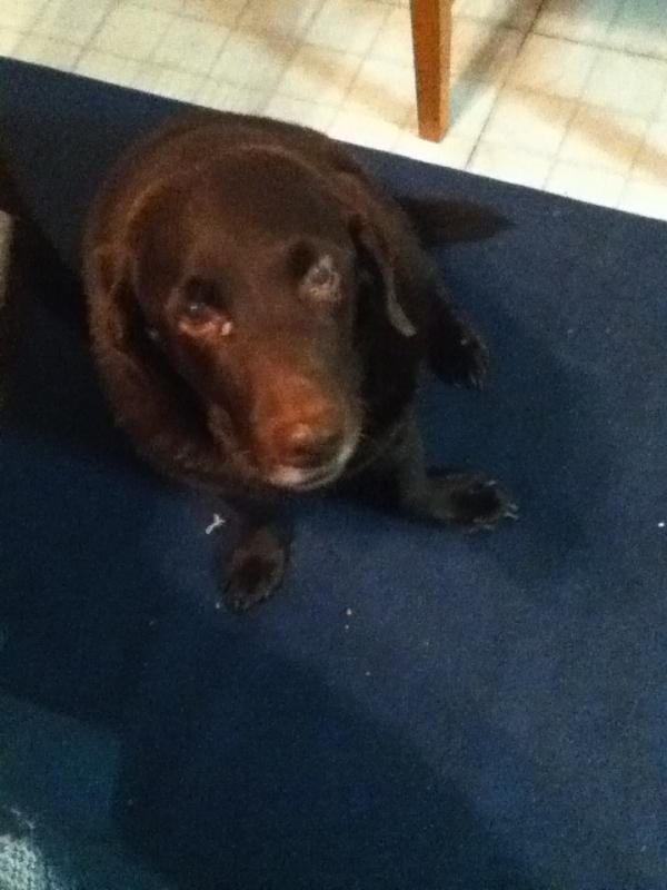 webeccuuh's tweet image. I have this staring at me during dinner. #sheonlywantsfood #notmylove