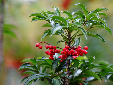 Sora 冬になるとよく見かける赤い実の植物 マンリョウ 万両 写真 です この他に同じような赤い実 の植物として センリョウ 千両 ヒャクリョウ 百両 ジュウリョウ 十両 っていう名前の植物があるんです Http T Co Kcifmgvh Twitter