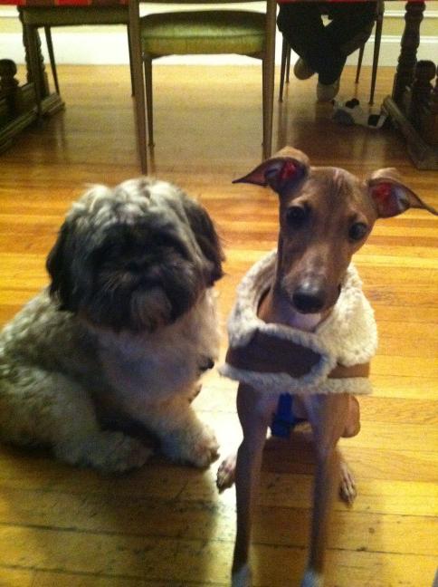 yikesmaffe's tweet photo. Two Stupid Dogs! http://t.co/rrBQyGto