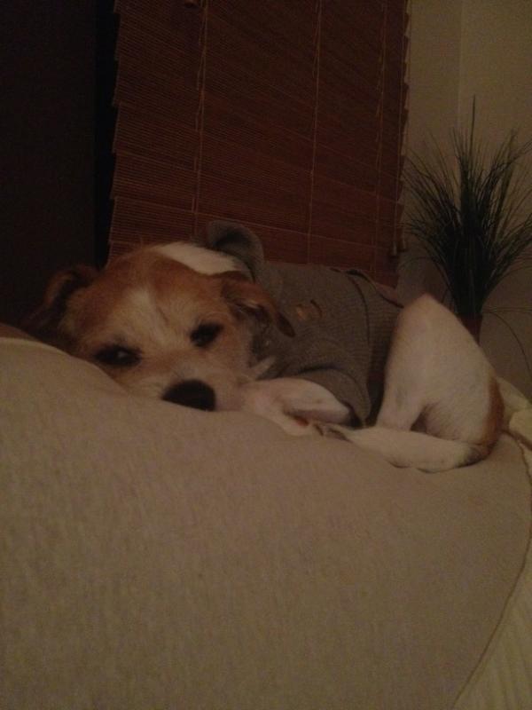 Fiona McColley tweet media