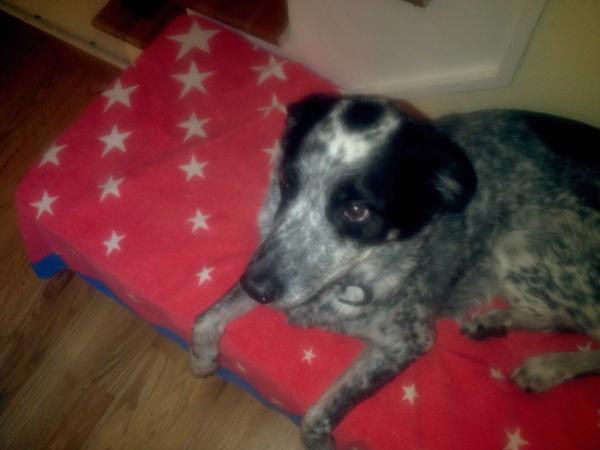 dgrahamgolf's tweet photo. I resolve to tweet daily in 2012. Spike has a Facebook page spike graham...he needs followers!  Happy New Year! http://t.co/A9XeX9fS