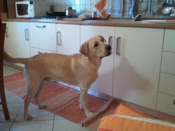 VeronicaGarbene's tweet photo. Proposito per l'anno appena cominciato.... Essere feliceeeee.... Tutto ciò accadra anche grazie al mio Marley:-D http://t.co/jHthow5E