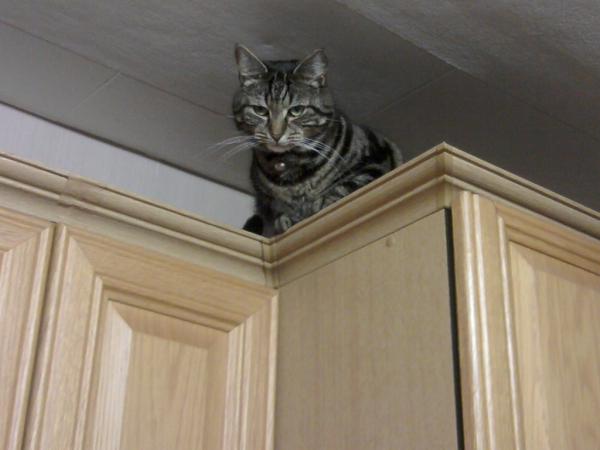 Fudgeyfoo's tweet image. Just watching the. 1st part. of HP - forgot what was in it.