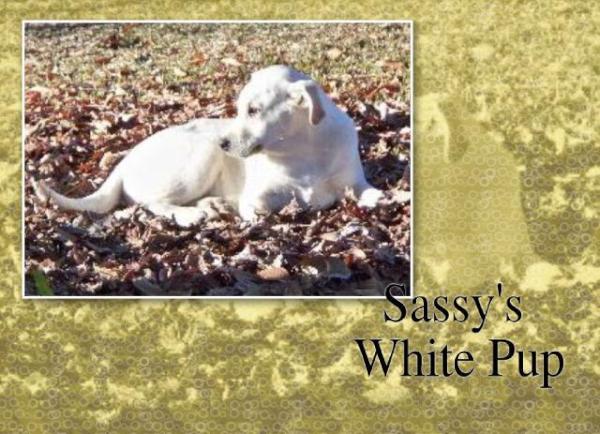 Happy Tails Rescue (@csrahappytails) on Twitter photo Here's the last of Sassy's pups.This one is all white,and is a super happy puppy! Please email csrahappytails@yahoo.com Here's the last of Sassy's pups.This one is all white,and is a super happy puppy! Please email csrahappytails@yahoo.com