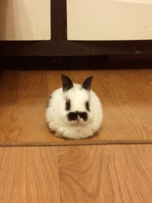 tigermoths's tweet photo. 2011년 마지막날 우리집으로 들어온 새 인연.손바닥만한 저 무게보다 훨씬 묵직한 부담감.하여간 양지혜다. http://t.co/5zscHyob