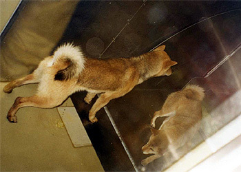 Vegan 犠牲者を減らす最低限の選択 オシッコしている犬の写真 です 面白い どうでもいい この犬はこの後 殺処分機に入れられ何分もかけて殺されました 失禁してしまう程の恐怖 毎日約600頭 年間約万頭 どうでもいい訳がない T Co