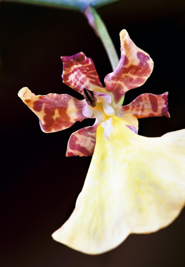 ScoutGardening's tweet image. Aren&apos;t orchids exquisite? Photo of Trichocentrum splendidum by Tracy Walsh.