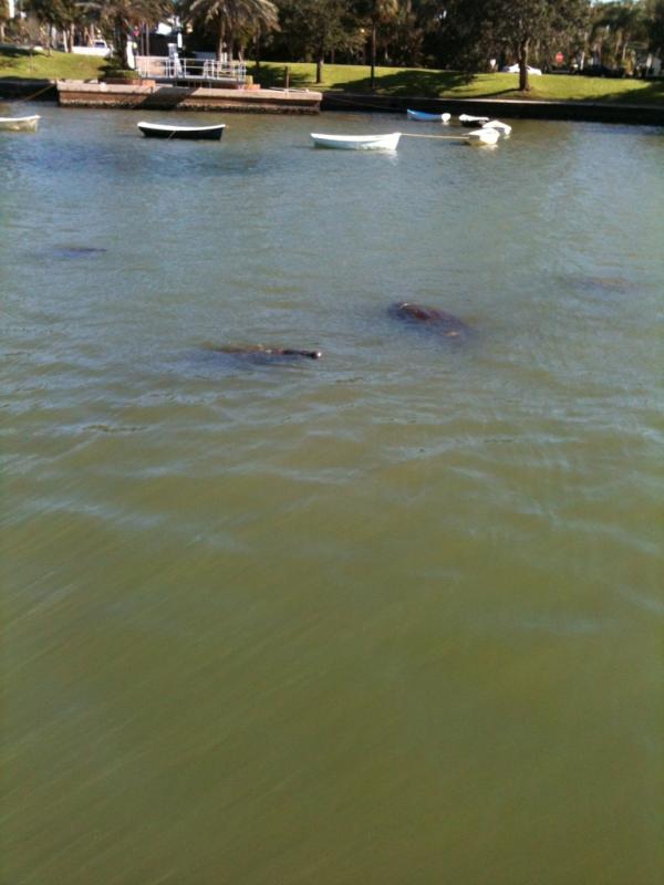 RT <a href="/saintsomewhere/">Saint Somewhere</a>: Tarpon Springs bayou loaded with manatee!