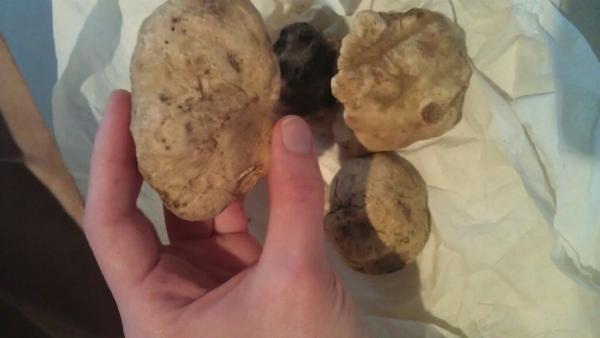 Alba white truffles are in.