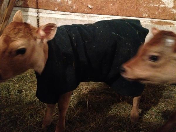 Brrr it's cold in the barn, and baby Kudo needed a nice fleece coat to keep her warm!!
