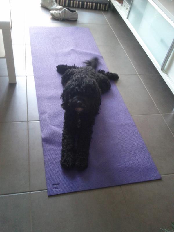 kellMeick's tweet image. E.g. Downward dog