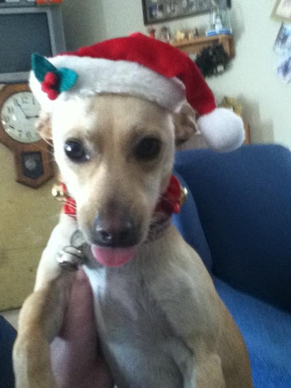 SimeriCharity's tweet image. My baby Cookie&amp;lt;3