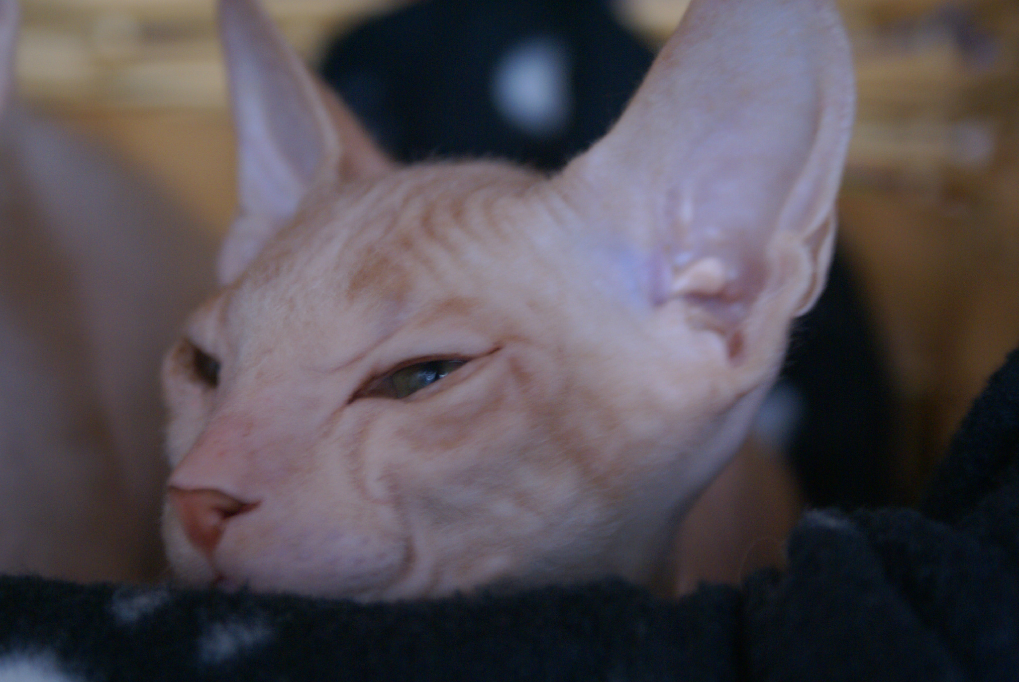 Don Sphynx on X