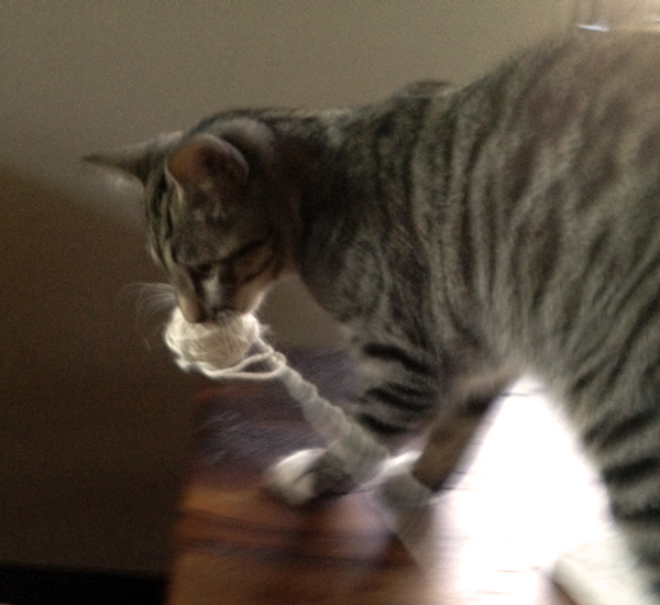 Learning to knit is fun. Learning to knit with a kitten nearby is impossible.