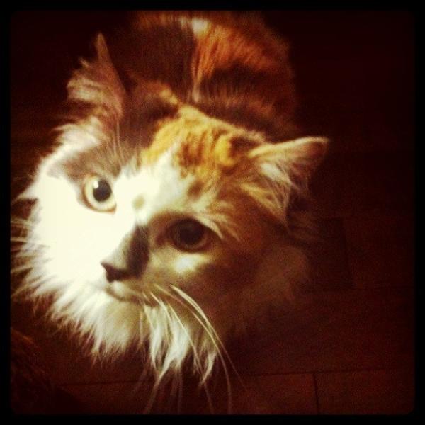 MrMontegue's tweet photo. I have a housemate, but she's shy and bit daft so she doesn't tweet. Of course she's also stunning... http://t.co/idgYmbf5