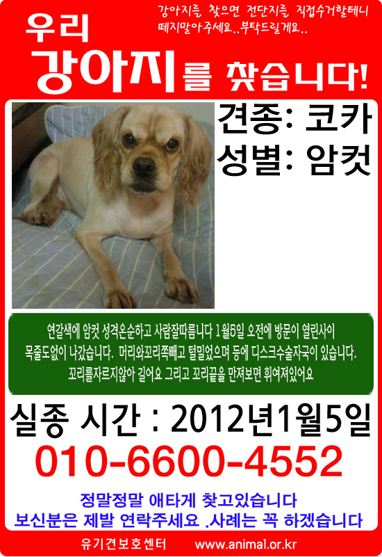 babbox's tweet photo. 관악구신림동 남부초등학교 부근에서 코카를 잃어버렸습니다.
머리 꼬리 빼고는 털밀었구요 등에 수술자국이 있습니다.
나이는 9살이구요 부탁드립니다. http://t.co/GBatG28n