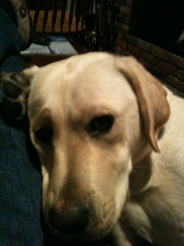 LabReports's tweet image. Please take me hunting. You know you want to