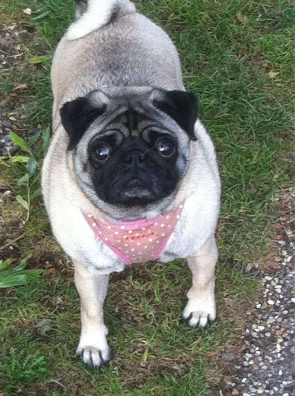 pugmumlondon's tweet photo. Beloved fawn pug stolen from flat in London n4, REWARD OFFERED for return #mollypugmissing pls RT and help find her http://t.co/3PtN5aMZ