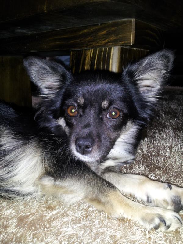 Dooneri's tweet image. 어제 업아온 우리집 강아지 미호