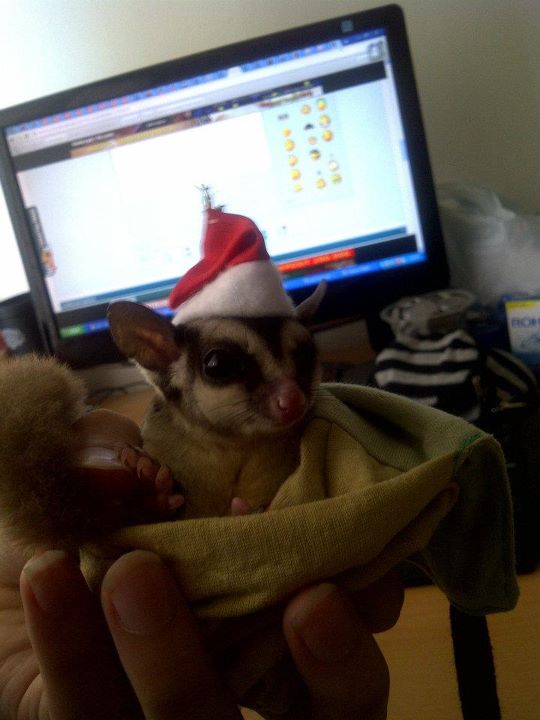 KPSGI's tweet photo. ini dia  RT @bindaumar Wah Sugar Glider? Penasaran mau liat :) RT @KPSGI: ayo yg mau kenal SG follow @KPSGI http://t.co/IhLCr8gy