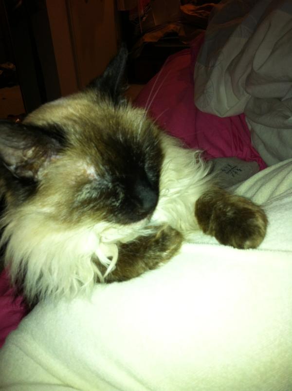 tacopatty's tweet image. She hasn't left me alone since I got home #codependant