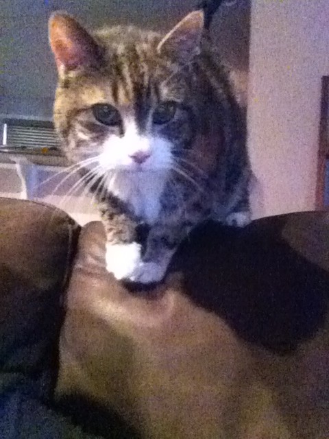 MsPussPussMeow's tweet photo. http://t.co/B8GqDaYM