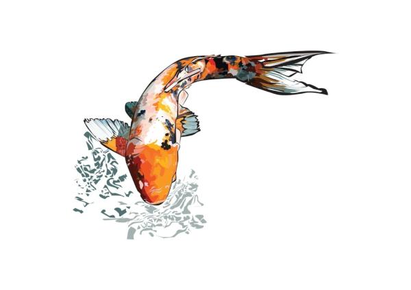 TFClows's tweet image. Lovely Picture of a Koi Carp !