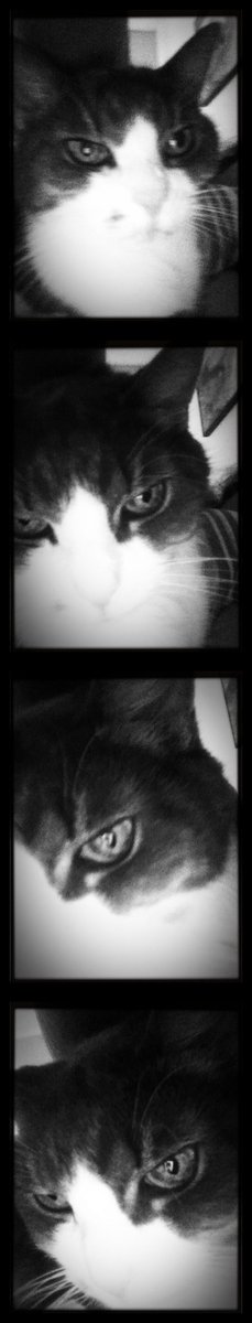 GazinDesign's tweet image. If the #cat stepped into a photo booth on Coney Island this is how she'd look #IncrediBooth #applove