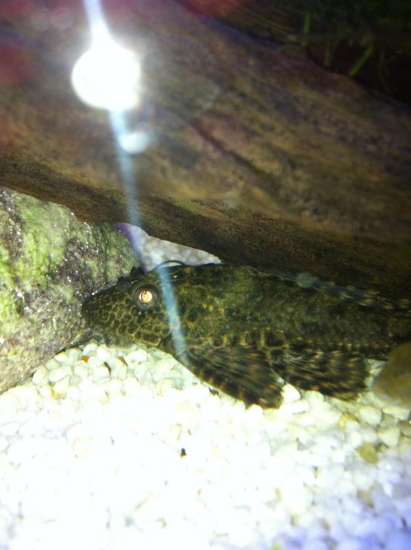 PETQuartersAust's tweet photo. This is Alan the Sailfin Pleco! What is the strangest name you have for a pet? http://t.co/EVlKGYAa