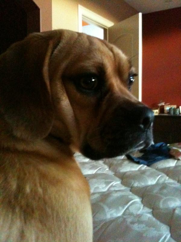 JuliaaLandry's tweet image. Studying is so hard with a puppy #socute #energyoverload