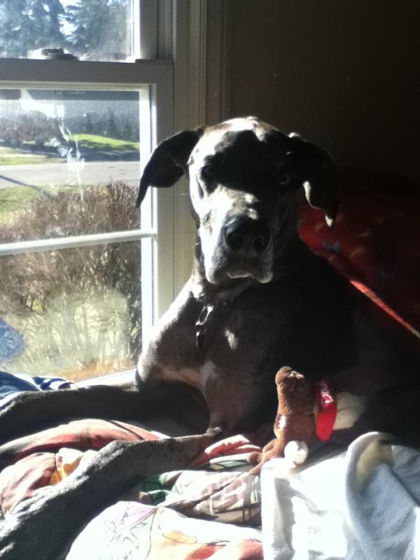 DylanGraham7's tweet image. My dog!!!!!!!!!