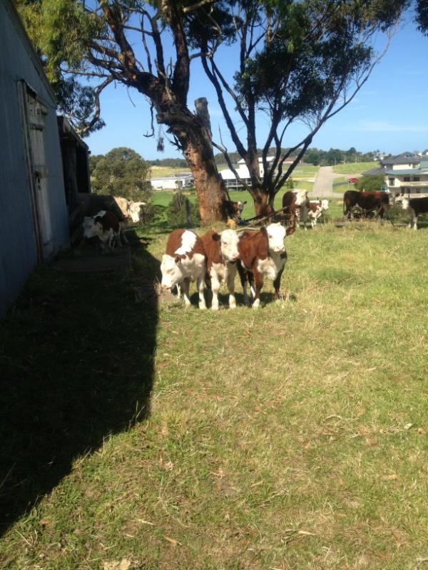 Fiona McColley tweet media