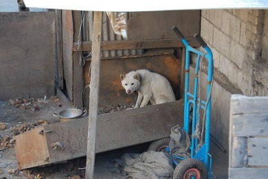 @lucydahae (Rt요청) 서울마지막달동네 노원구중계동 백사마을에 1500여마리의버림받은개들이 추위와배고픔에 죽어가고있어요..빈집마다 묶여있는개들,숨어있는개들에게 물과사료를 들고 방문해주세요ㅠㅠ