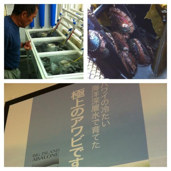 SayLuci's tweet photo. More abalone http://t.co/LWBWMf6L