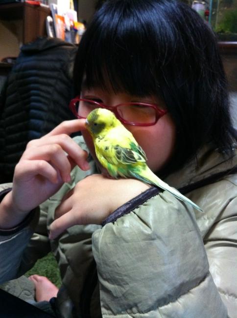 水槽好き 私に変装したナツミ 小6 に まんまとダマされてなつくすだち セキセイインコ Http T Co Urndcdhw