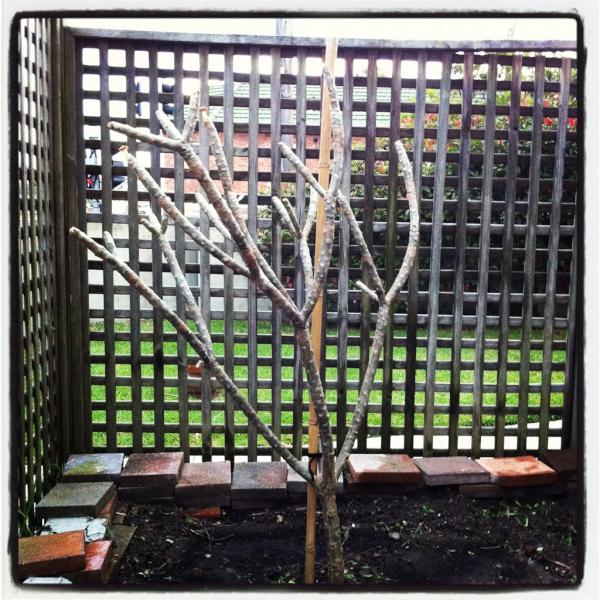 HowseJarrad's tweet photo. Environmentalist.. Sustaining oxygen for all the thieves... http://t.co/46WXfIH5